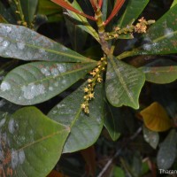 Agrostistachys borneensis Becc.